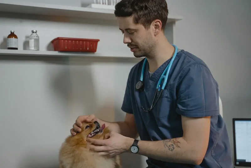 Medic veterinar consultând un câine